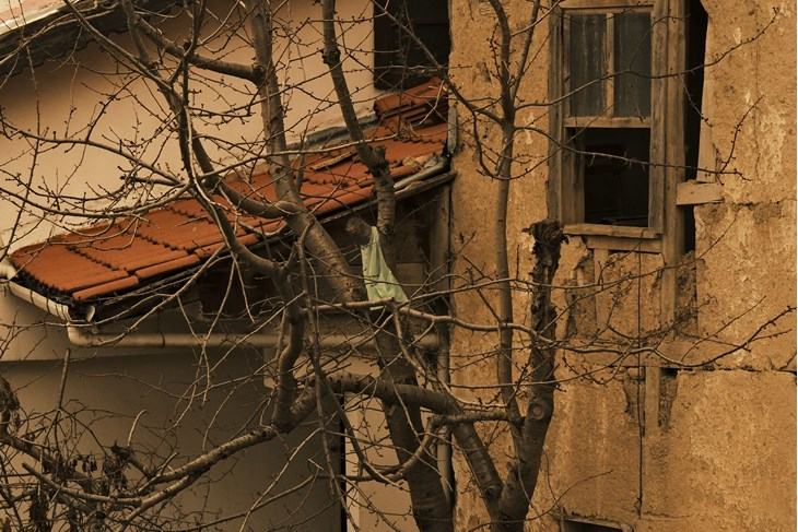 Sedam znakova da je stablo u vašem dvorištu postalo ozbiljna prijetnja ljudima i imovini