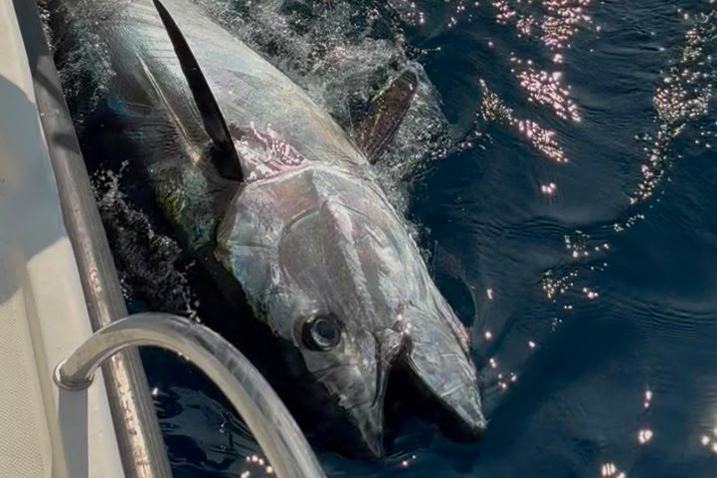 Prva tuna u ovoj godini. Ulovio je, zamorio i na kraju pustio