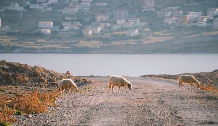 Croatia has 900 tonnes of sheep wool a year – scientists are turning it into fertiliser