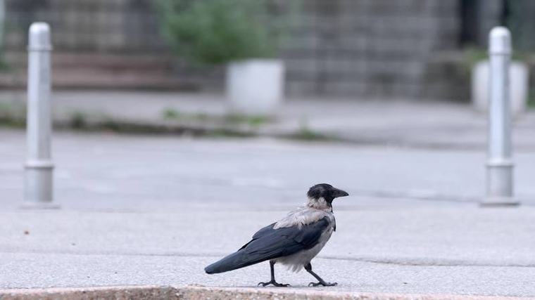 Virus Zapadnog Nila ubija vrane u Zagrebu: Evo gdje prijaviti ako pronađete uginulu vranu