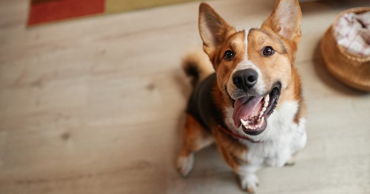 Vaš pas stalno maše repom? To nije dokaz sreće! Ovo su znakovi koje samo veterinari prepoznaju
